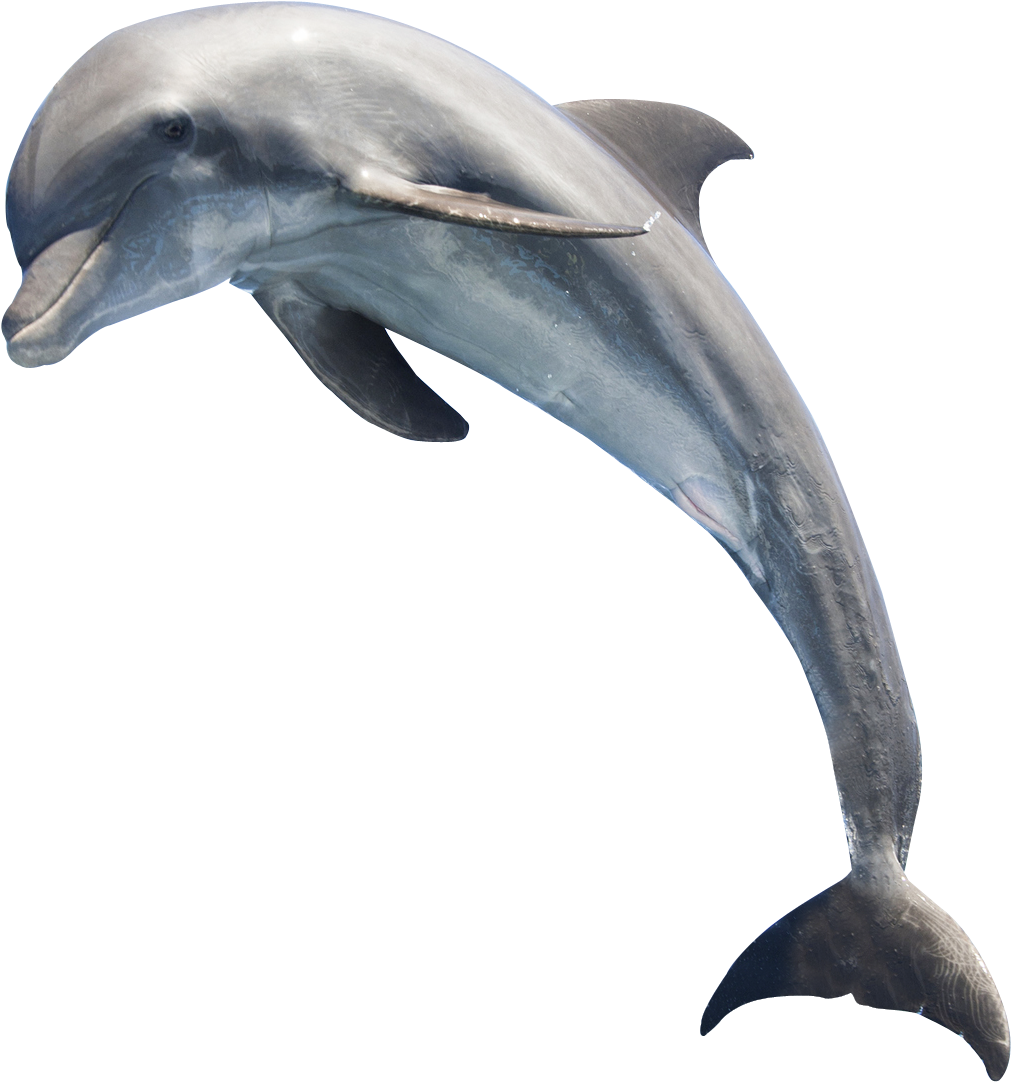 Oceanic Dolphins No Background