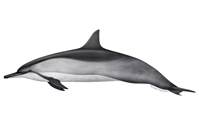 Oceanic Dolphins PNG Background