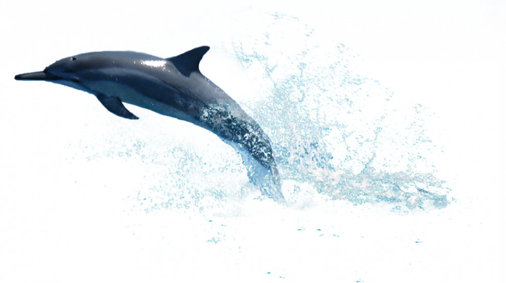 Oceanic Dolphins PNG Clipart Background