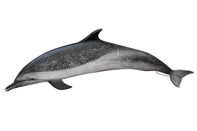 Oceanic Dolphins PNG Free File Download