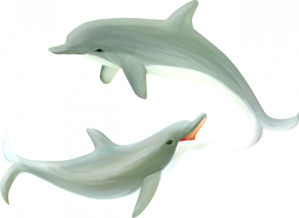 Oceanic Dolphins PNG HD Quality