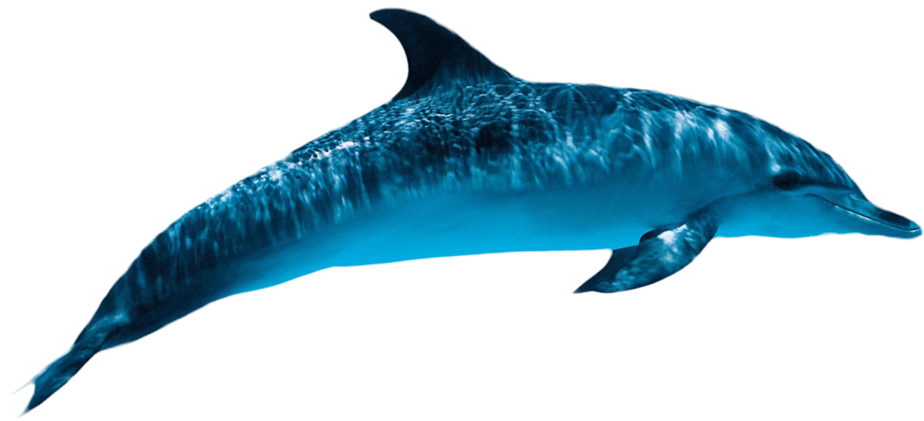 Oceanic Dolphins PNG Images HD