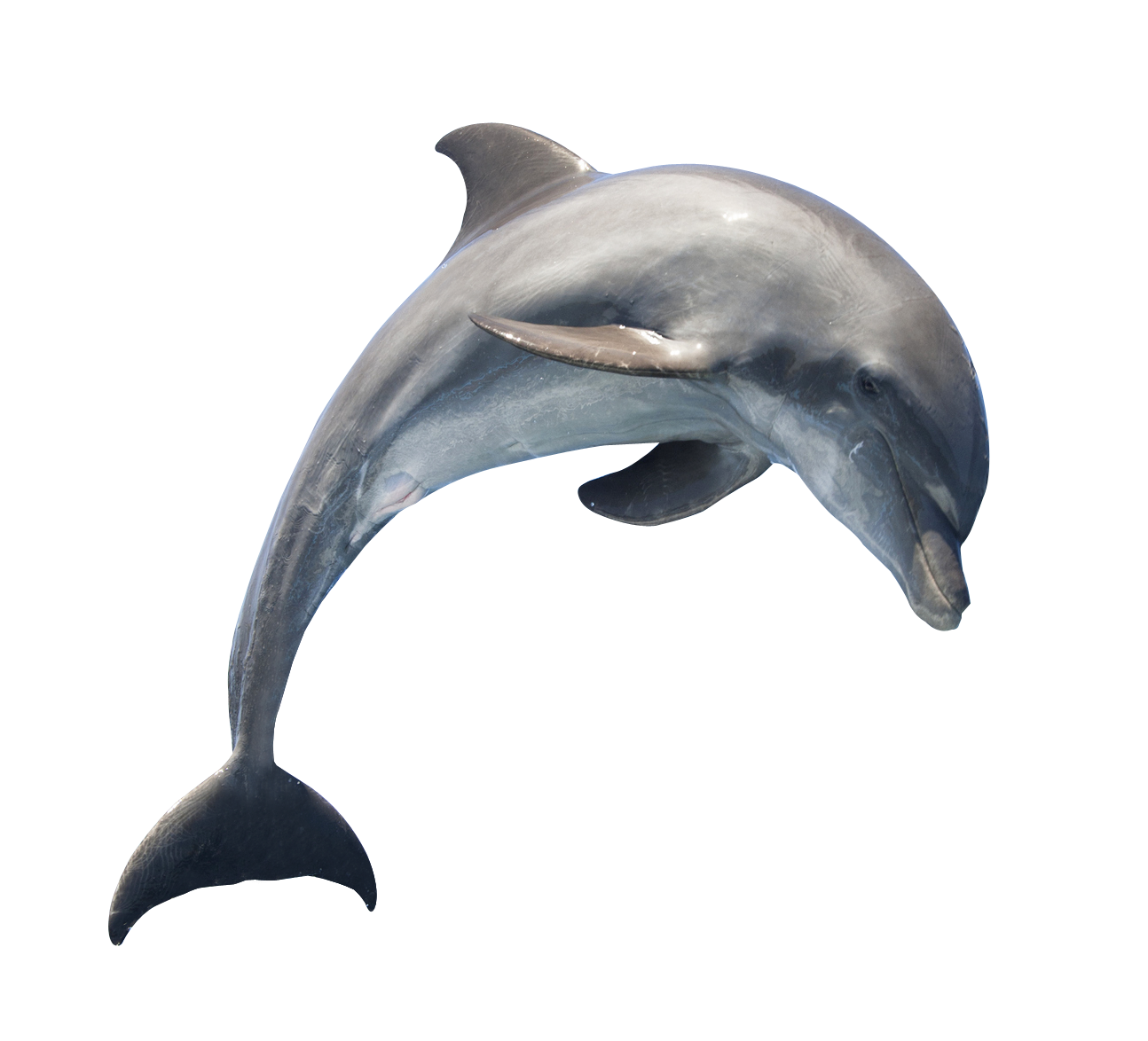 Oceanic Dolphins PNG Pic Background