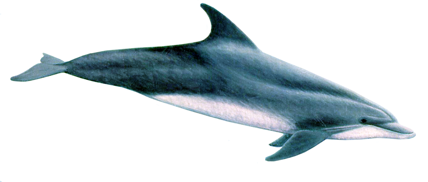 Oceanic Dolphins Transparent Free PNG