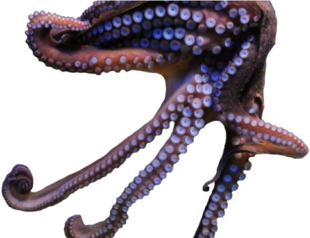 Octopus Download Free PNG