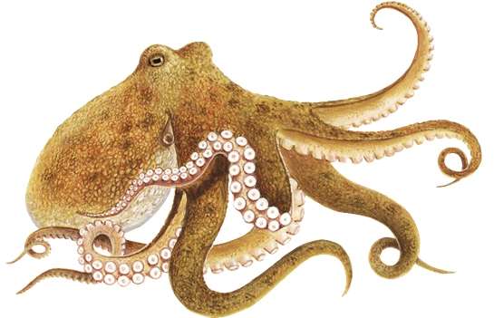 Octopus PNG Background