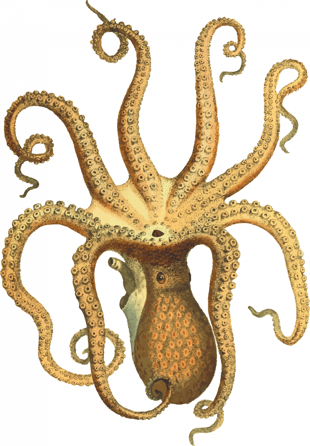 Octopus PNG HD Quality