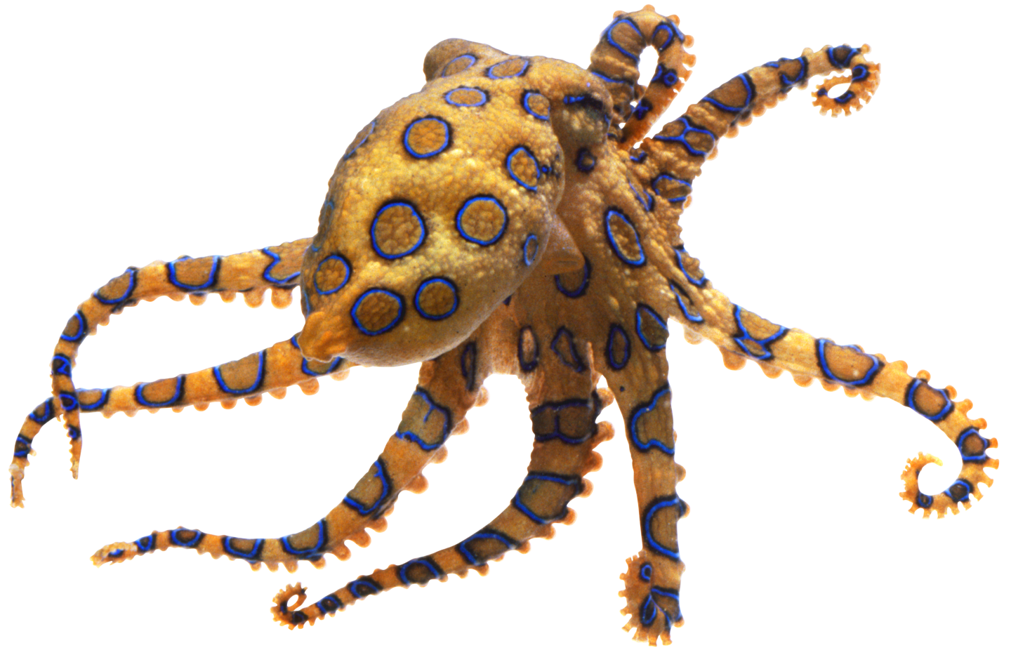 Octopus PNG Images HD