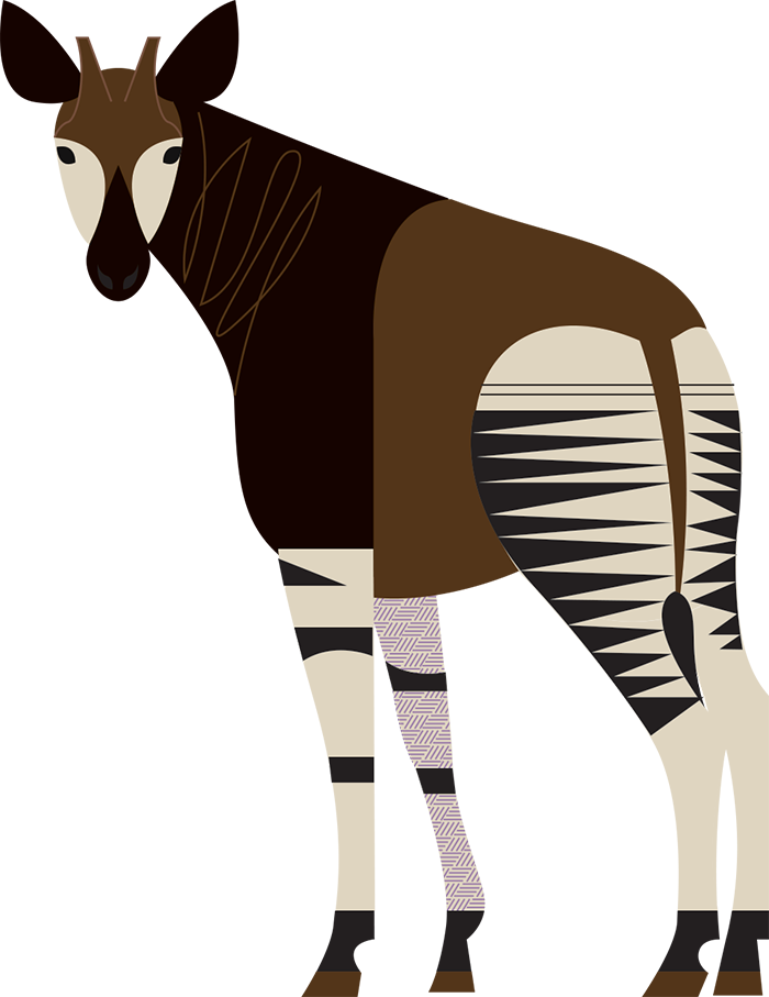 Okapis PNG Photo Image