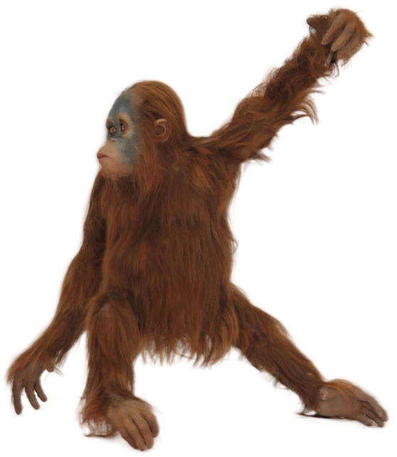 Orangutan Background PNG Image