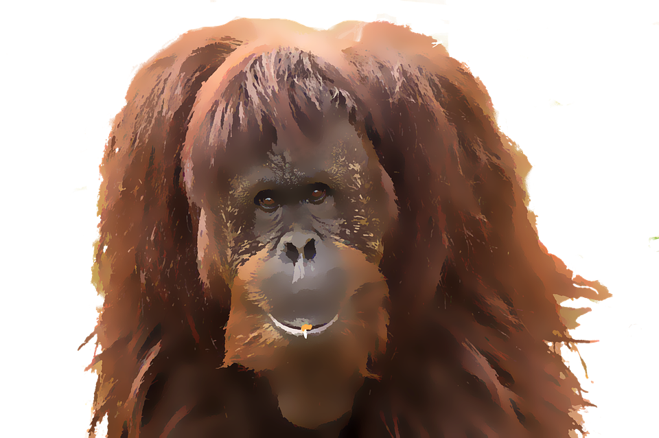 Orangutan Background PNG