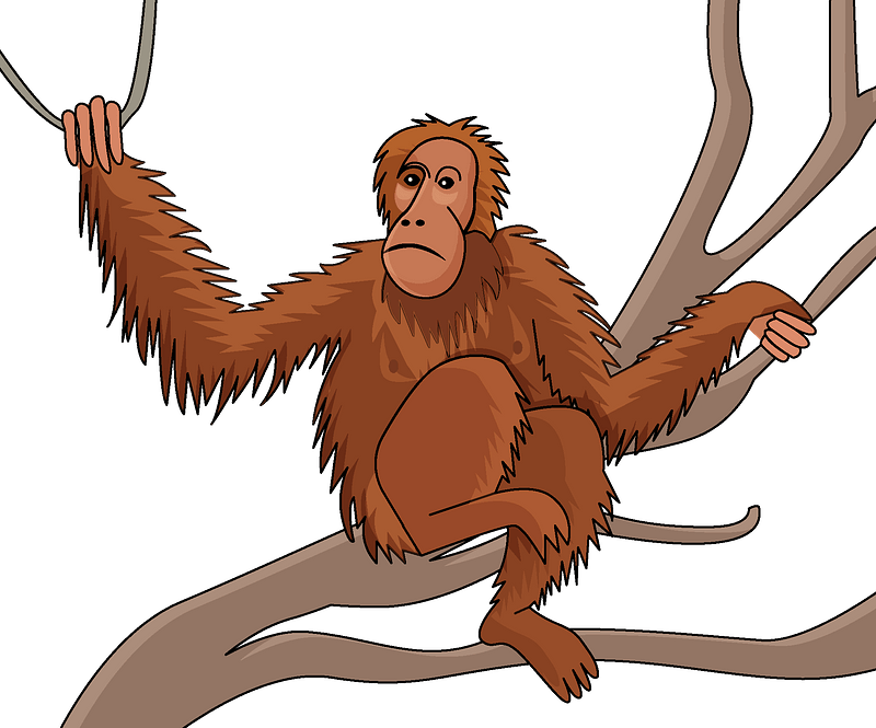 Orangutan PNG Free File Download