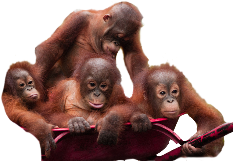 Orangutan PNG HD Quality