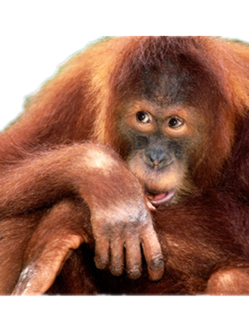 Orangutan PNG Photos