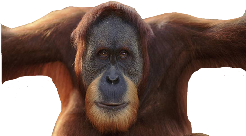 Orangutan Transparent Background