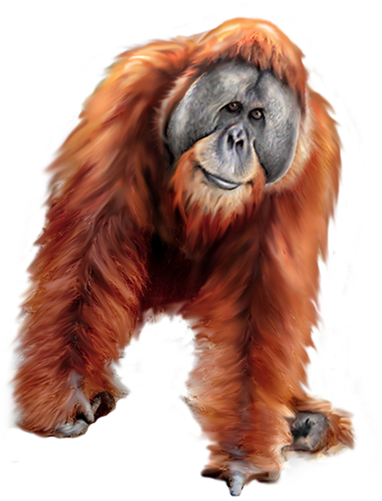 Orangutan Transparent File