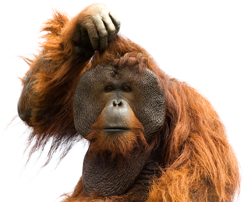 Orangutan Transparent Image