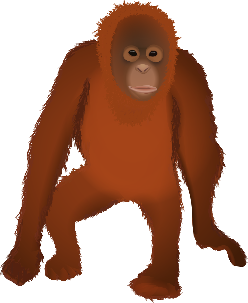 Orangutan Transparent PNG