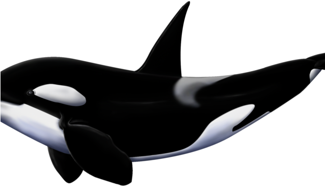 Orca PNG Background