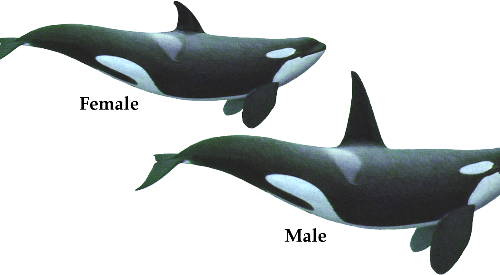 Orca PNG Free File Download