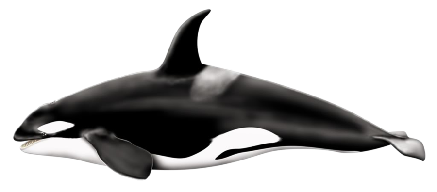 Orca PNG HD Quality