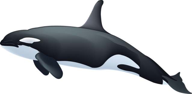 Orca PNG Images HD