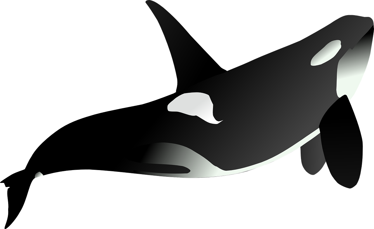 Orca PNG Photo Image