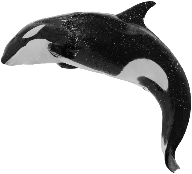 Orca Transparent Image