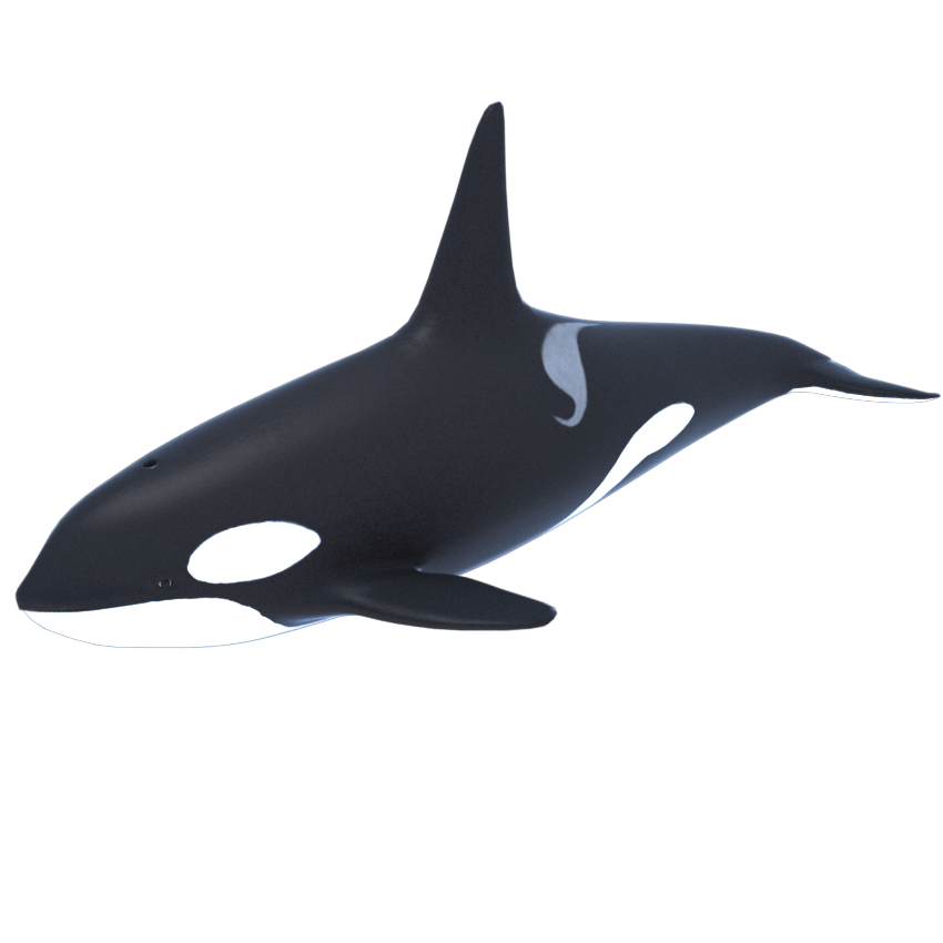 Orca Transparent PNG