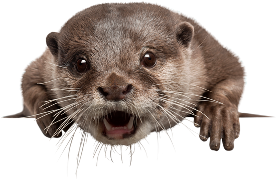 Otters Download Free PNG