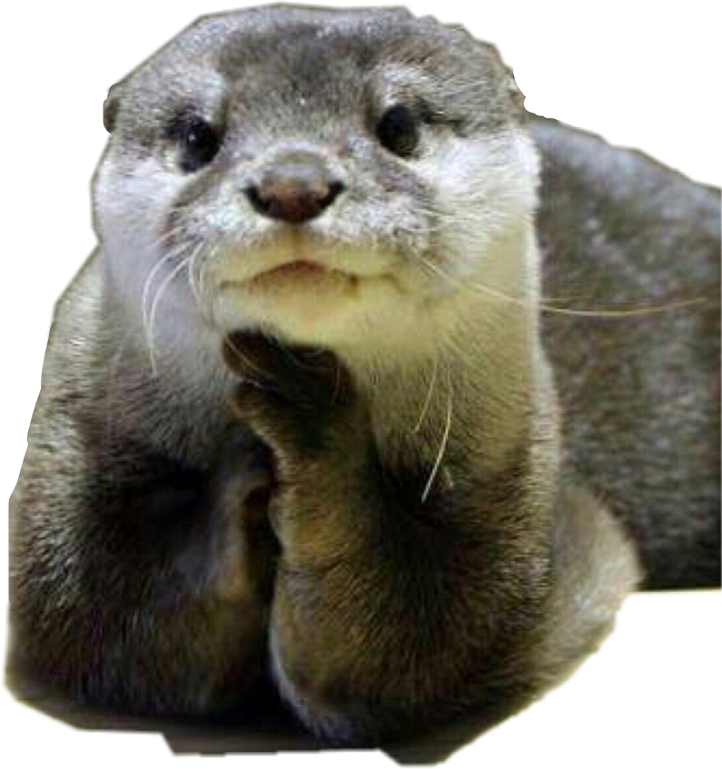 Otters PNG Free File Download