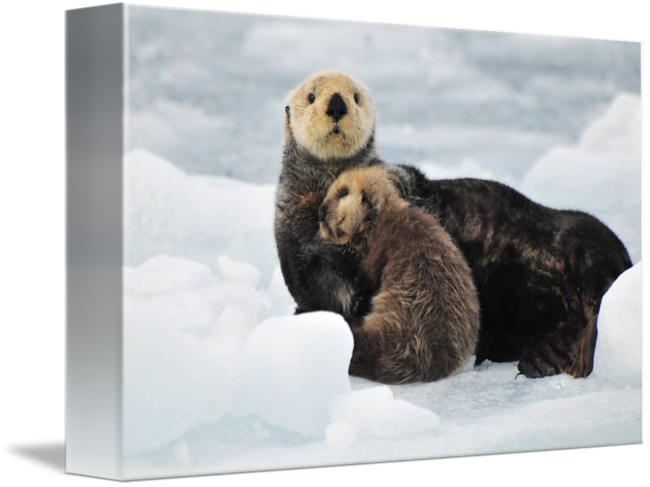 Otters PNG Images HD
