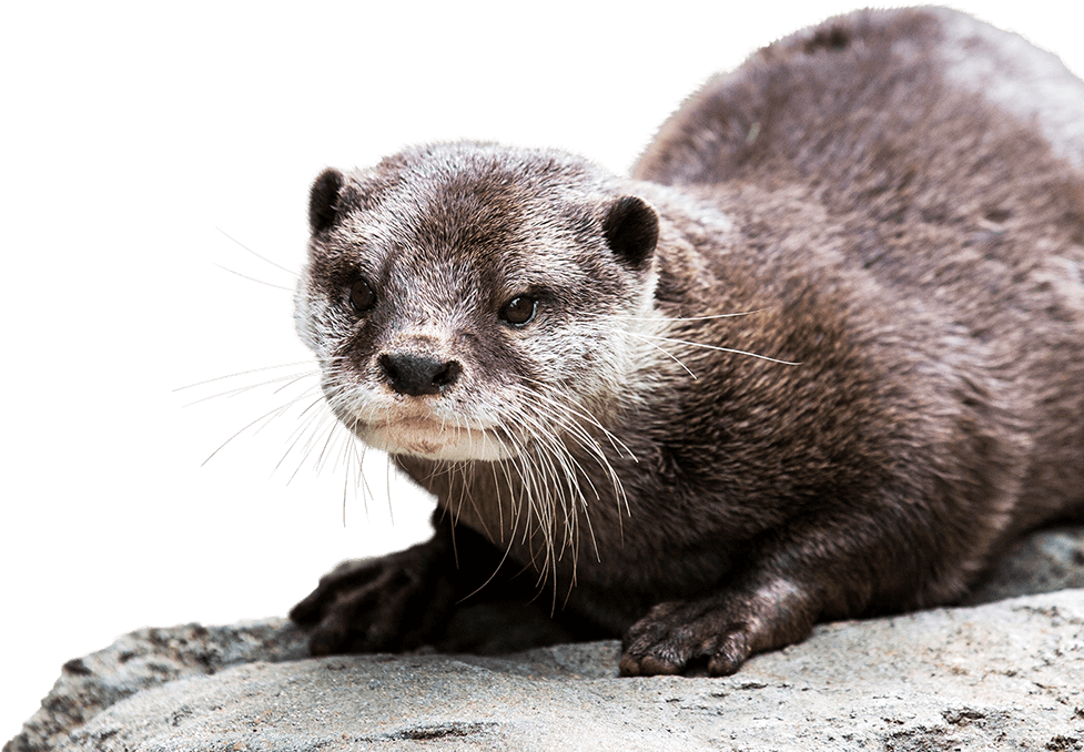 Otters Transparent Free PNG