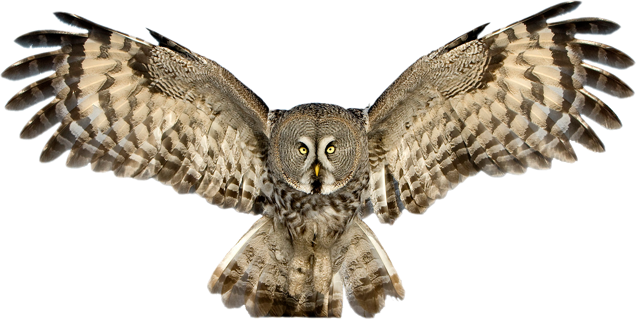 Owl Download Free PNG