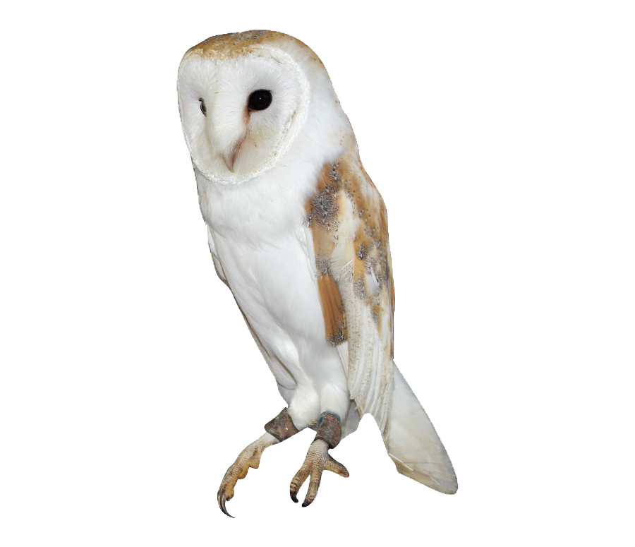 Owl PNG Free File Download