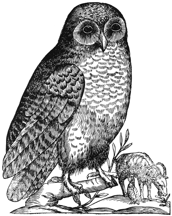 Owl PNG Images HD