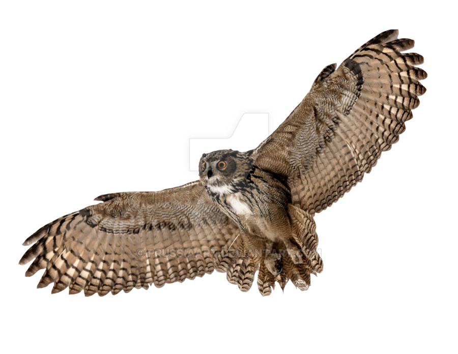 Owl PNG Photo Image