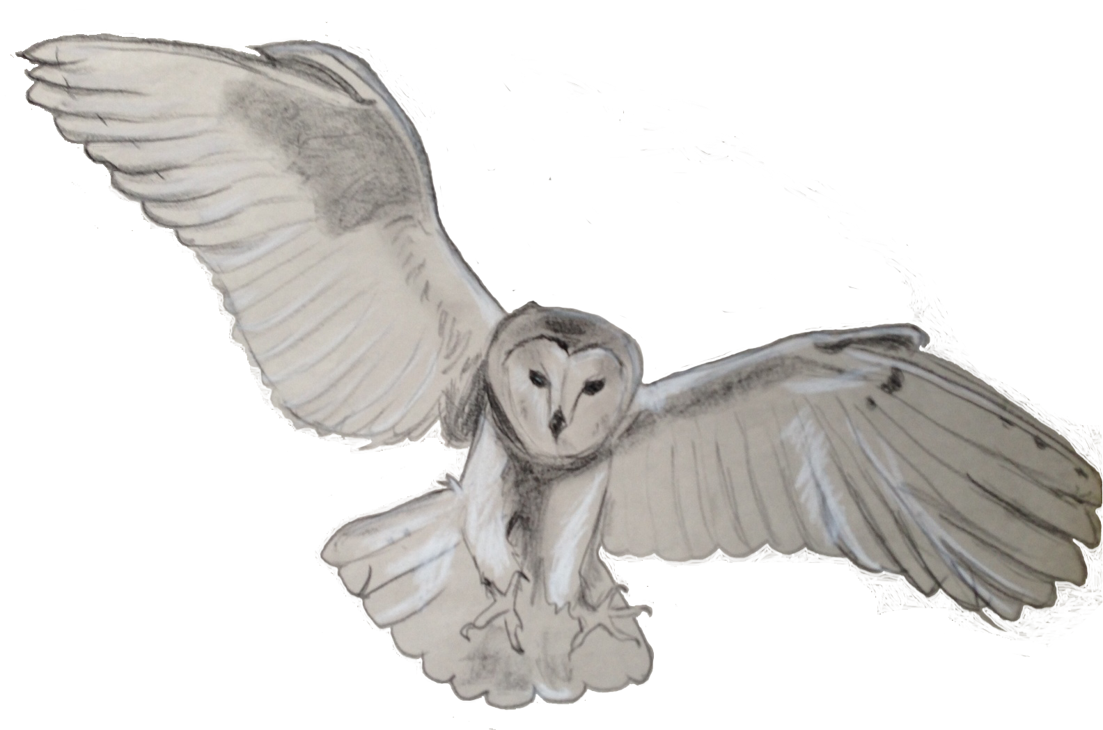 Owl PNG Pic Background