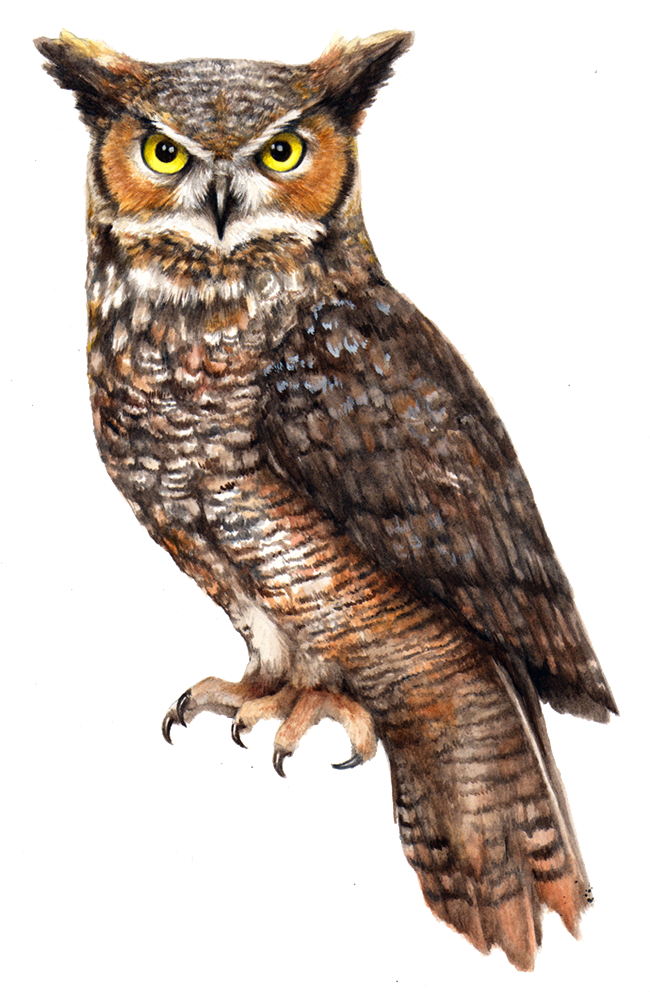 Owl Transparent Free PNG