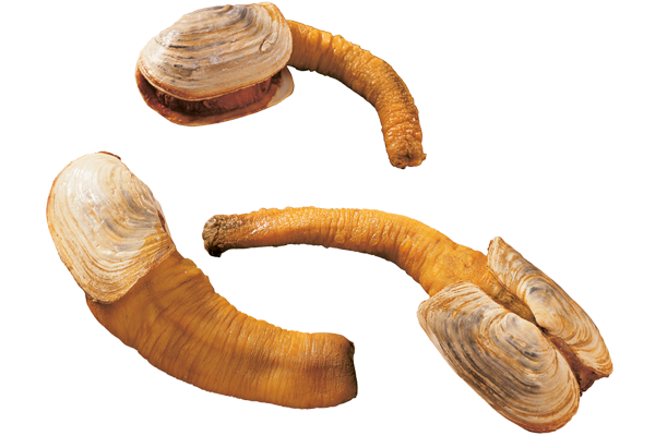 Pacific Geoduck Background PNG Image