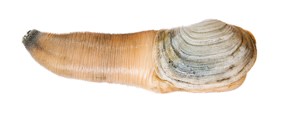Pacific Geoduck Transparent Background