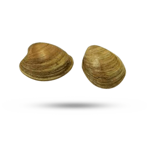 Pacific Geoduck Transparent Free PNG