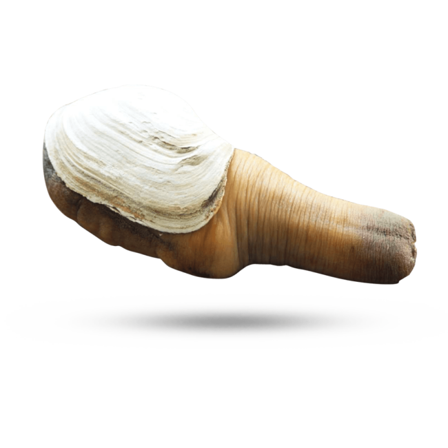 Pacific Geoduck Transparent PNG