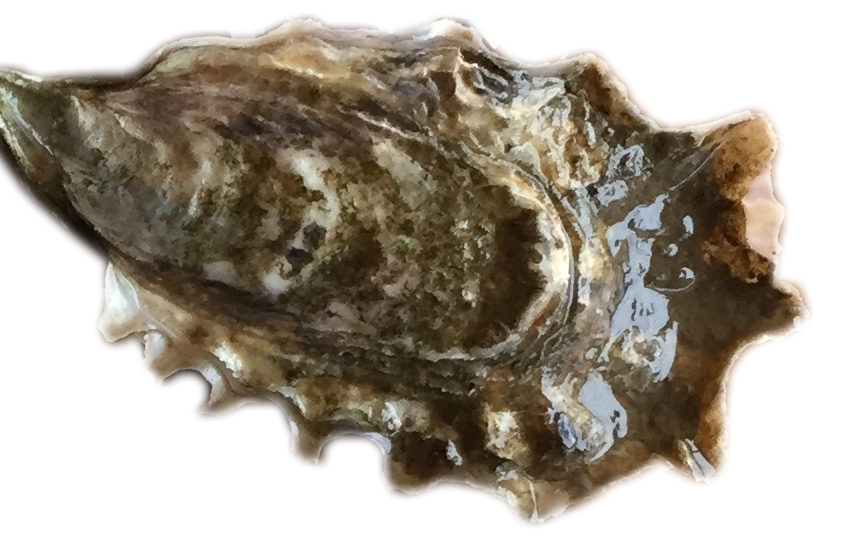 Pacific Oyster Background PNG Image