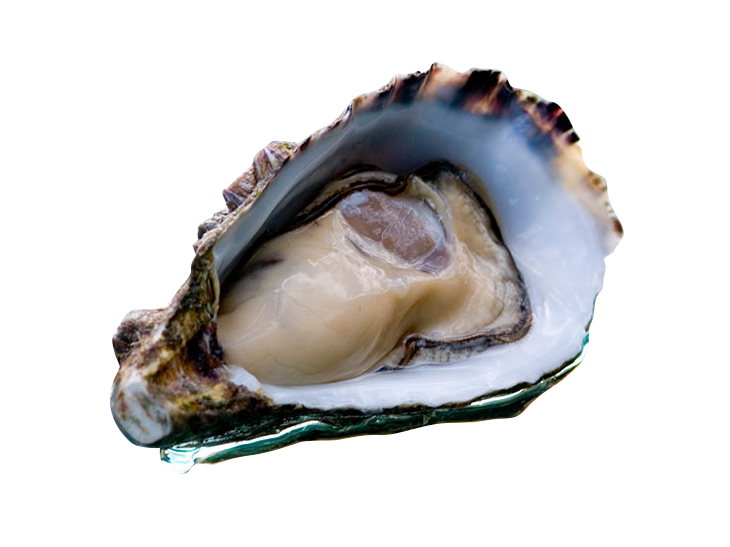 Pacific Oyster Download Free PNG