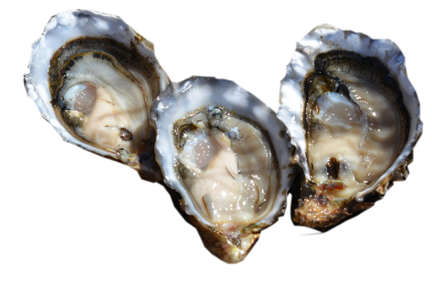 Pacific Oyster Transparent Background