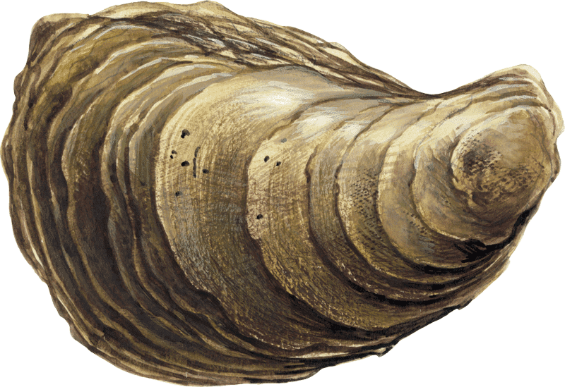 Pacific Oyster Transparent Free PNG