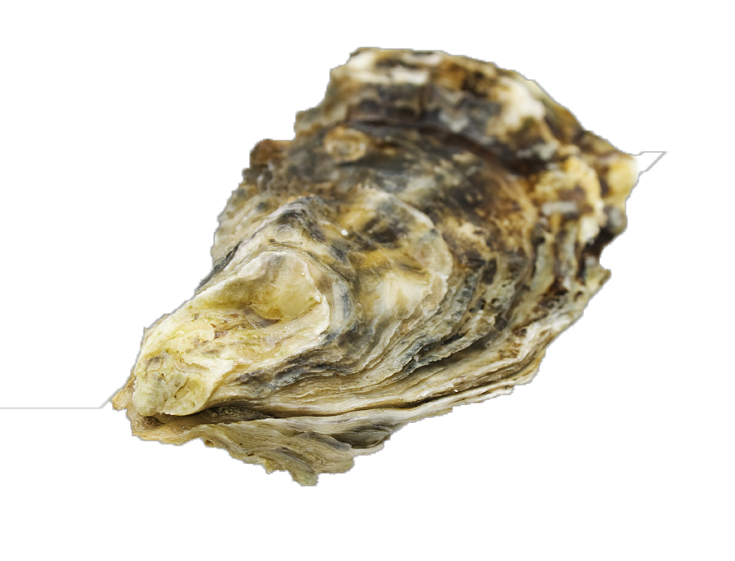 Pacific Oyster Transparent Images