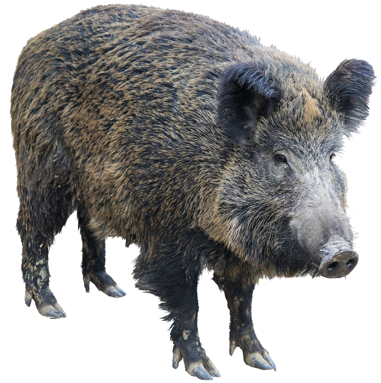 Peccaries PNG Background