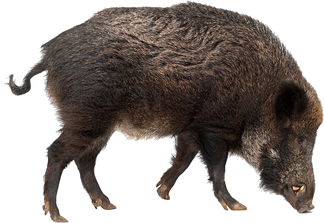 Peccaries PNG Images HD